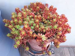 To propagate this succulent, remove a few leaves and place them on top of damp cactus soil. Sedum Rubrotinctum Pork And Beans Treetify In Plant Trees Save Planet Shop Online Plants Saplings Seed And All Greenery