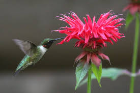 Check spelling or type a new query. Top 15 Colorful Flowers Hummingbirds Like Birds And Blooms