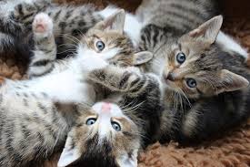 Kediler Arsivleri Animal Life