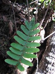 Image result for Pleopeltis