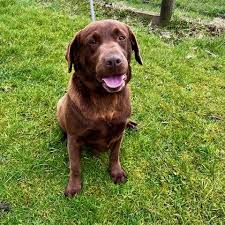 Golden Labrador found...