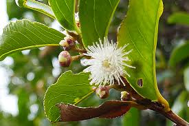 Image result for Aphloia theiformis