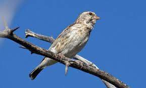 Maybe you would like to learn more about one of these? S Cara Membedakan Blackthroat Jantan Dan Betina Akurat Muraisuper Com