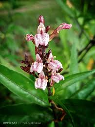 Image result for Justicia gendarussa