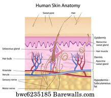 Cross Section Of Human Eye Eps8 Skin Anatomy Anatomy Organs Anatomy And Physiology