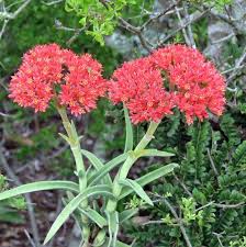 Image result for Crassula perfoliata