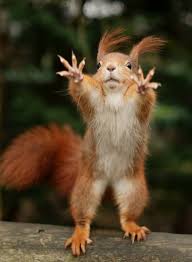 Voiceofnature Funny Animals Cute Animals Cute Baby Animals