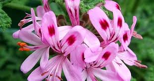 Language Of Flowers January 1 Flower Oak Geranium Meaning True Friendship In 2020 Friendship Flowers Beautiful Pink Flowers Geraniums