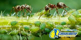 New port richey, fl 34653. Understanding Ghost Ants Welcome To Consolidated Pest Control Consolidated Pest Control