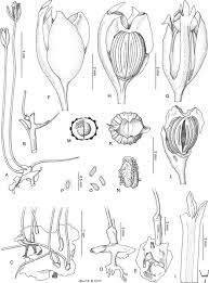 Image result for Xysmalobium sessile