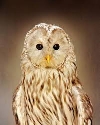 Gorgeous Owl Owl Wildanimals Bird Animals Wild Animals Pictures Animals Beautiful Animals Wild