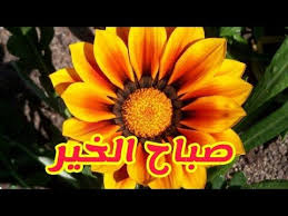 صباح الخير صباحكم فيروزي حالات واتس اب youtube gazania flowers flower lover tree bees