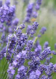 White And Purple Lavender Greeting Card For Sale By Lena Photo Art Lavender Flowers Lavender Garden Purple Flowers