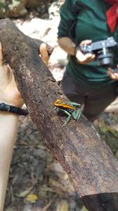 Image result for Fadogia gossweileri