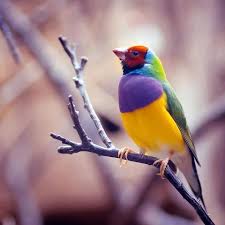 Bird With Colorful Beak Top 10 Rare Colorful Birds Around The World Wayside By Karisca Beautiful Birds Colorful Birds Animals