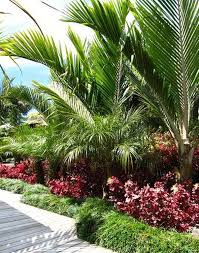 20 Small Palm Gardening Ideas In Front Yard Palm Garden Tropical Garden Design Tropical Garden