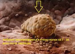 Beremennost Nachinaetsya Posle Implantacii Embriona V Matku Togda Zhe Nachinaetsya Vyrabotka Hgch V 2021 G Beremennost