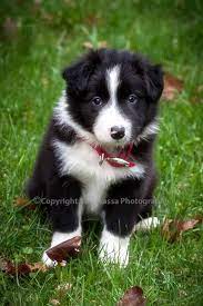 To get a glimpse into our program and dogs, please watch our video! Pin By Kylee Cordeiro On Kylee In 2021 Puppies Black And White Puppy Border Collie