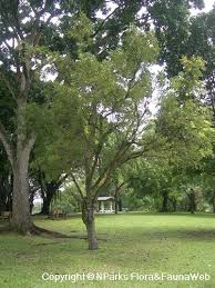 Image result for Swietenia