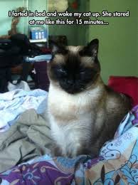 These vintage photos prove that animals have a rich history. 30 Funny Animal Pictures Catmemes Funny Cats Funny Animals Cute Funny Animals