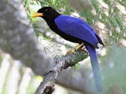 Image result for Pycnostachys coerulea