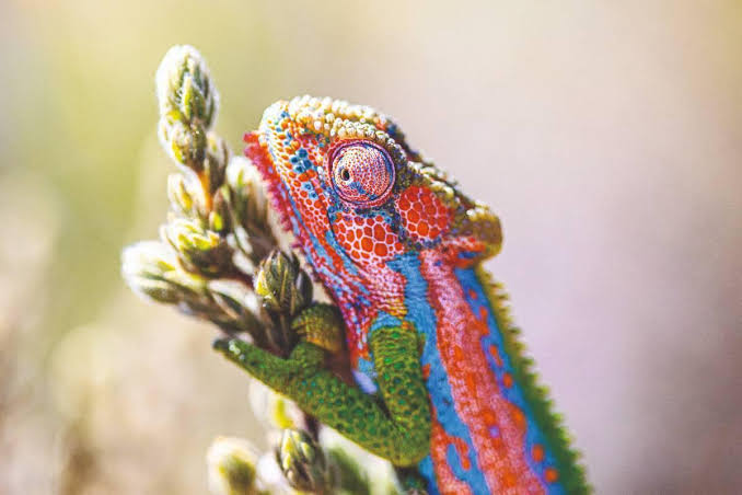 A Camouflage of Chameleons | Val de Vie Estate