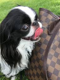 Day Out Japanese Chin Cute Baby Animals Animals