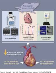 This doctor accepts your high deductible health plan plan. Alcohol Binge Induced Cardiovascular Dysfunction Involves Endocannabinoid Cb1 R Signaling Jacc Basic To Translational Science