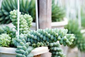 This succulent also goes by other names, including donkey's tail, horse's tail, and lamb's tail. How To Care For The Burro S Tail Succulent Complete Landscaping
