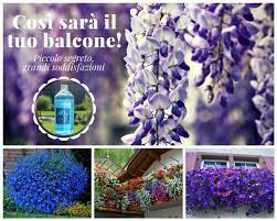 Quante volte ti è capitato di rimanere letteralmente a bocca aperta davanti a quei meravigliosi balconi con fiori pendenti dalle mille sfumature? Fiori Da Balcone Pendenti 3 Piante A Cascata Facili Da Coltivare Fiori Da Balcone Piante Da Balcone Fiori