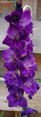 Lavender, a popular color, is a light tone of violet. 24 Best Purple Spring Flowers Ideas Flowers Beautiful Flowers Pretty Flowers