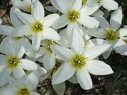 Image result for Zephyranthes candida