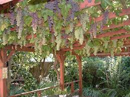 Hanging Grapes Grape Vine Trellis Grape Arbor Grape Trellis