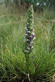 Image result for Brachycorythis