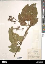 Image result for Cogniauxia