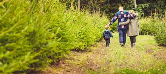 Browse 3,522 christmas tree farm stock photos and images available, or search for christmas tree farm snow or family christmas tree farm to find more great stock photos and pictures. Where To Cut Your Own Christmas Tree In Los Angeles Mommy Nearest