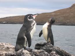 The galapagos penguin, for example, lives. Galapagos Penguin Bird Facts Spheniscus Mendiculus Az Animals