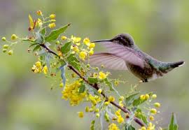 How To Create A Hummingbird Garden In California Flores Beija Flor