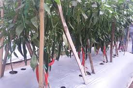 Free pakcik kebun kongsi tips cara tanam lada solok atas tanah campuran macam tanah kat kampung mp3. Cara Menanam Cabai Cabe Panduan Lengkap Bagi Pemula 2021