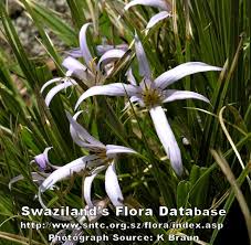 Image result for Xerophyta wentzeliana