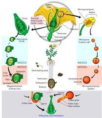 What Is Pollination Critical Moment Of Flower Life Charismatic Planet Plant Life Cycle Life Cycles Biology For Kids
