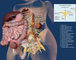 Faktor 4 = 1, 2, 4. Visceral Versus Somatic Pain An Educational Review Of Anatomy And Clinical Implications Regional Anesthesia Pain Medicine