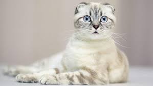 Scottish Fold Kedisi Ozellikleri Ve Bakimi Kedi Blog