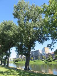 Il est relié au quai mativa par la passerelle mativa, enjambant la dérivation. Monumentale Baume Im Parc De La Boverie In Liege Luttich Belgien