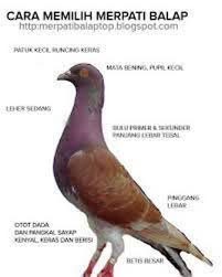 Burung dara di indonesia merupakan salah satu burung yang paling sering di temui di indonesia. Kandang Burung Merpati Balap Yang Bagus Tentang Kolam Cute766