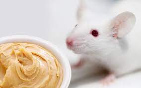 Can Pet Mice Eat Peanut Butter 5 Things To Consider Vivo Pets