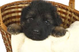 German owned and operated kennel with over twenty years experience. How Long Do German Shepherds Reproduce Embora Pets