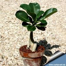 Image result for Adenium boehmianum