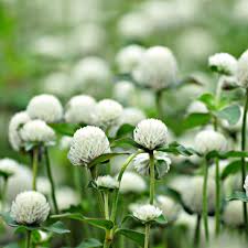 Image result for Gomphrena globosa
