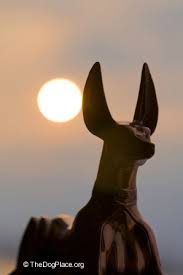 Dog Spelled Backwards The God Myth Examined Thedogplace Org
